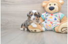 Fluffy Mini Aussiedoodle Poodle Mix Pup