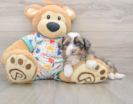 8 week old Mini Aussiedoodle Puppy For Sale - Puppy Love PR