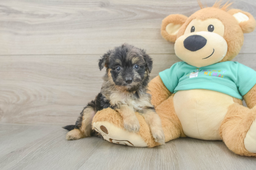 5 week old Mini Aussiedoodle Puppy For Sale - Puppy Love PR