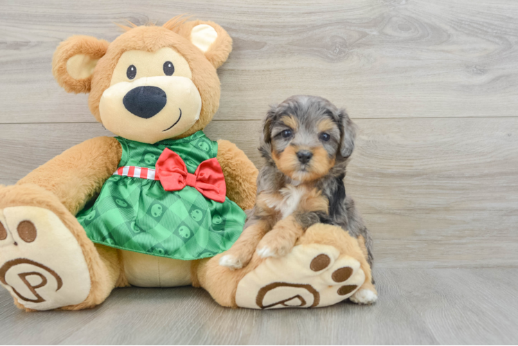 Meet Storm - our Mini Aussiedoodle Puppy Photo 1/3 - Puppy Love PR Mini Aussiedoodle Puppy for Adoption