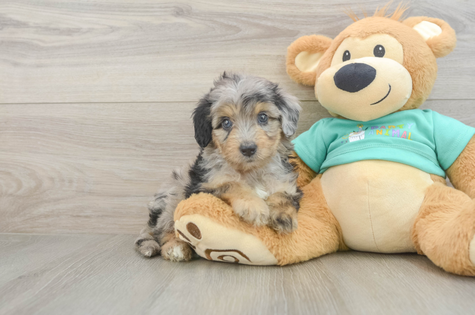5 week old Mini Aussiedoodle Puppy For Sale - Puppy Love PR