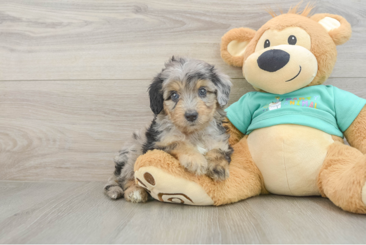 Meet Storm - our Mini Aussiedoodle Puppy Photo 1/3 - Puppy Love PR Mini Aussiedoodle Puppy for Adoption