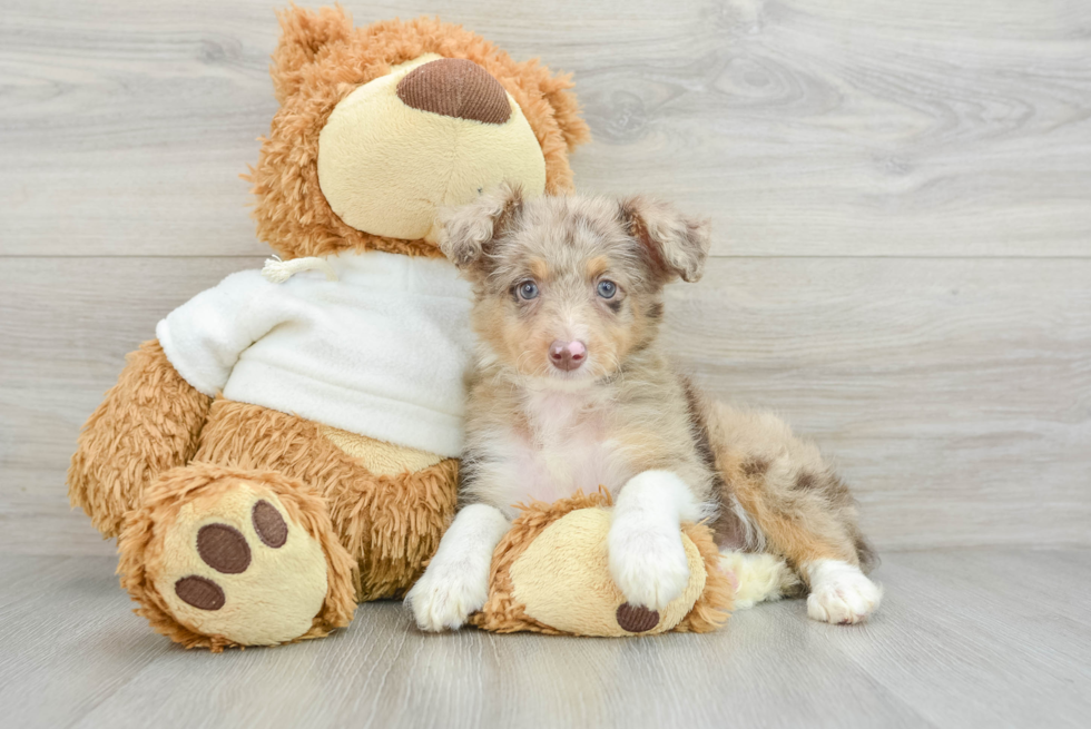 Mini Aussiedoodle Puppy for Adoption