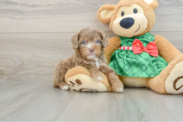 Energetic Aussie Poo Poodle Mix Puppy