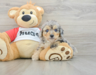 8 week old Mini Aussiedoodle Puppy For Sale - Puppy Love PR