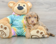 7 week old Mini Aussiedoodle Puppy For Sale - Puppy Love PR