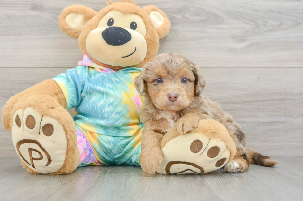 5 week old Mini Aussiedoodle Puppy For Sale - Puppy Love PR