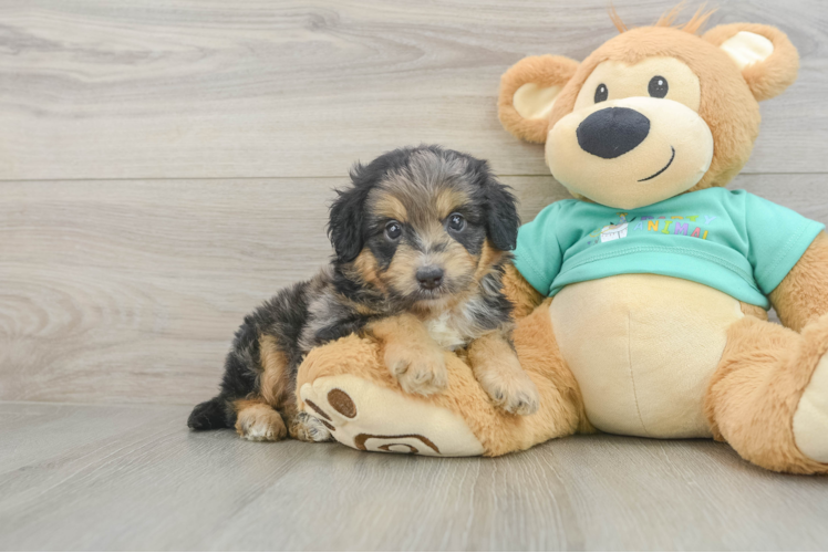 Mini Aussiedoodle Puppy for Adoption