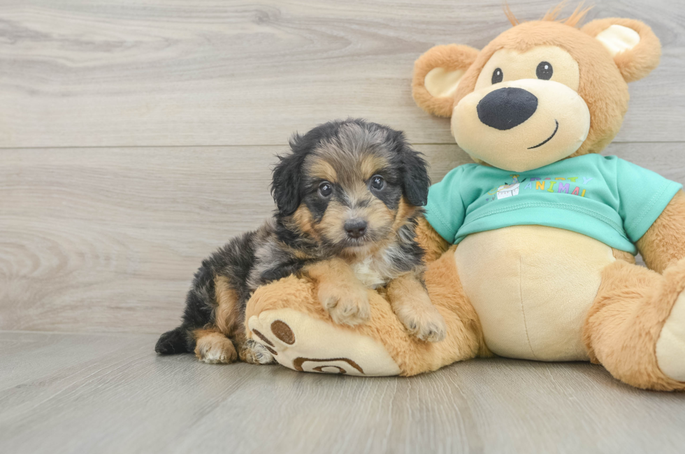 5 week old Mini Aussiedoodle Puppy For Sale - Puppy Love PR