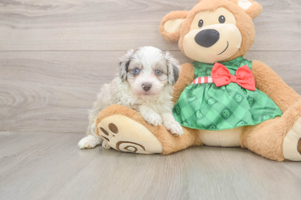 5 week old Mini Aussiedoodle Puppy For Sale - Puppy Love PR