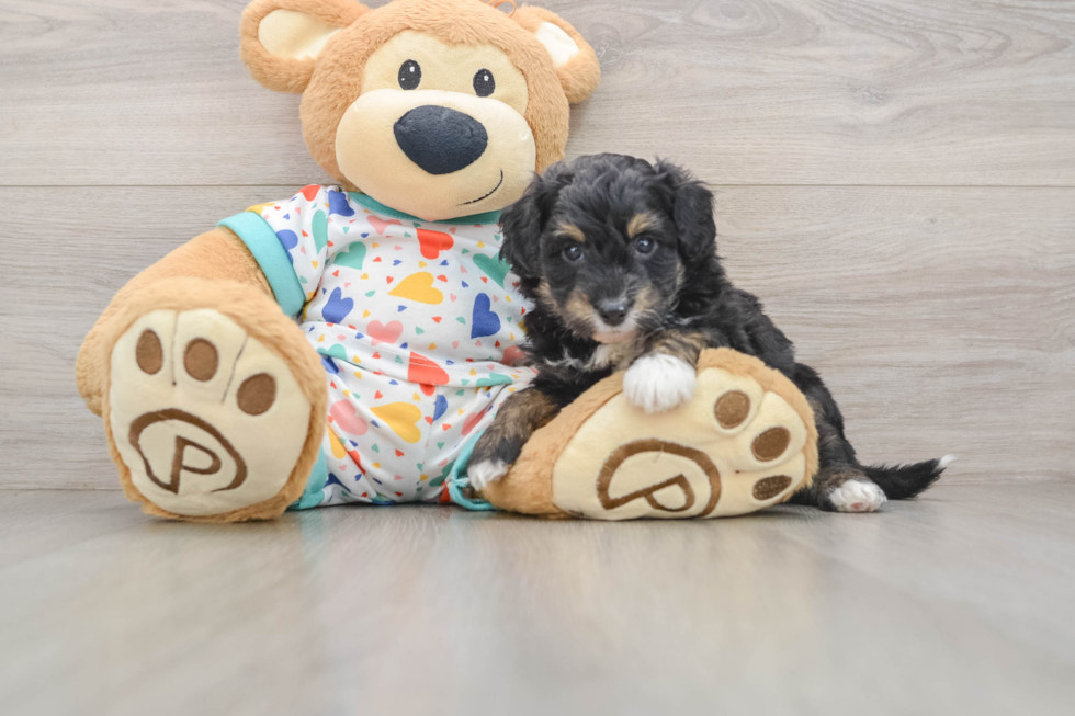 Best Mini Aussiedoodle Baby