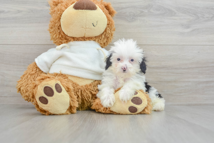 Meet Sweet Caroline - our Mini Aussiedoodle Puppy Photo 1/3 - Puppy Love PR Smart Mini Aussiedoodle Poodle Mix Pup