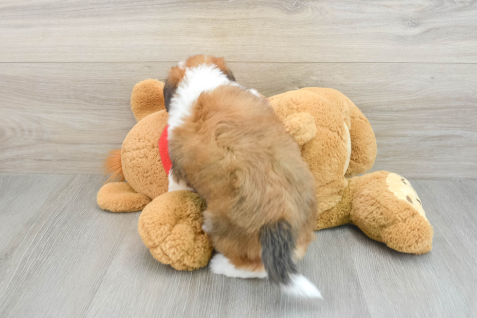 Best Mini Aussiedoodle Baby