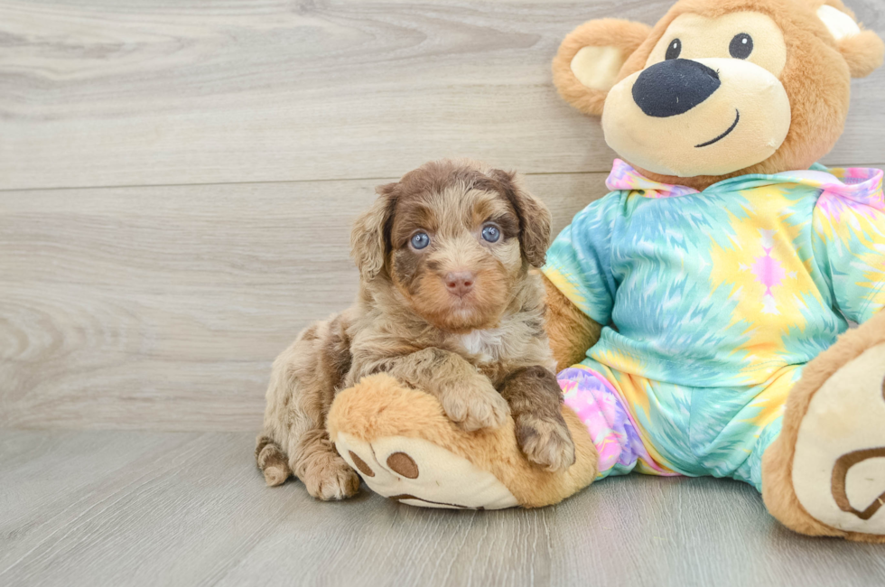 5 week old Mini Aussiedoodle Puppy For Sale - Puppy Love PR