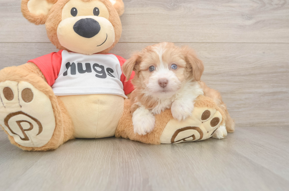 6 week old Mini Aussiedoodle Puppy For Sale - Puppy Love PR