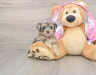 8 week old Mini Aussiedoodle Puppy For Sale - Puppy Love PR