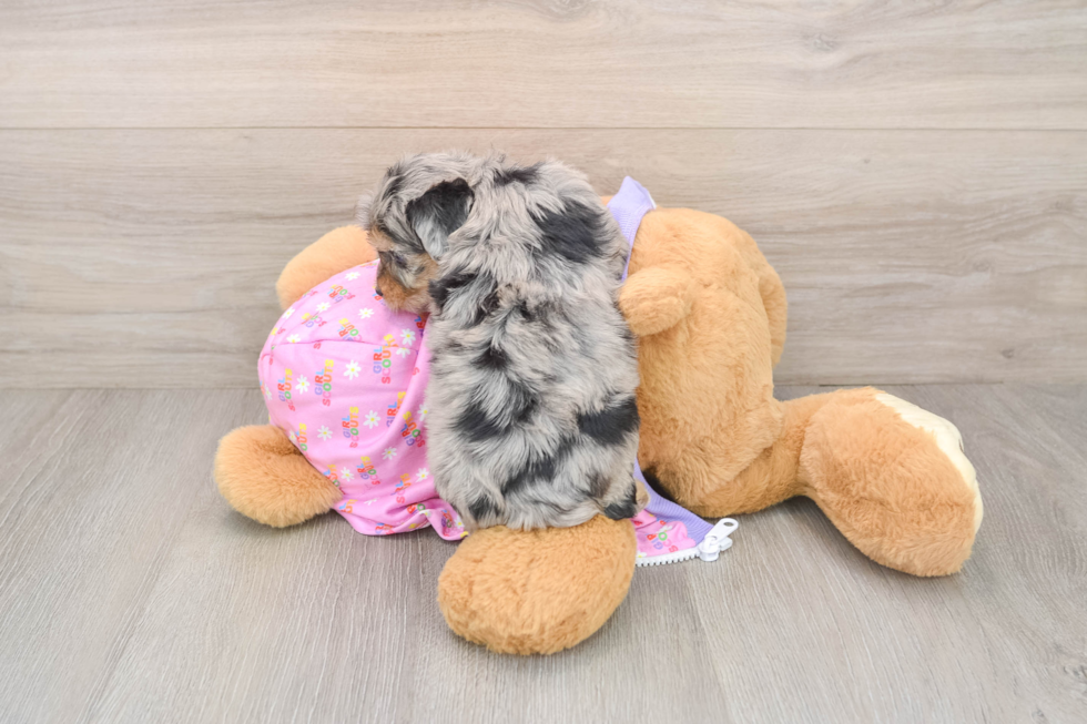 Mini Aussiedoodle Pup Being Cute