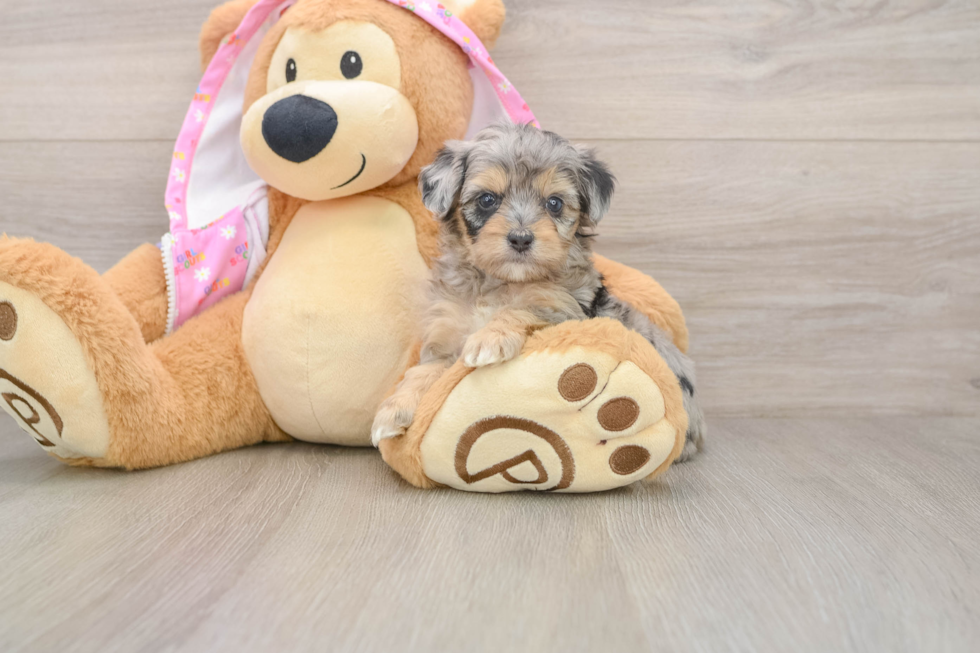 Fluffy Mini Aussiedoodle Poodle Mix Pup