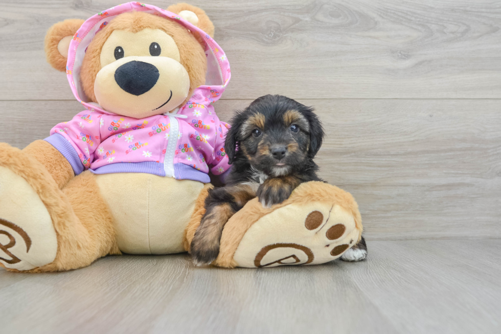 Mini Aussiedoodle Puppy for Adoption