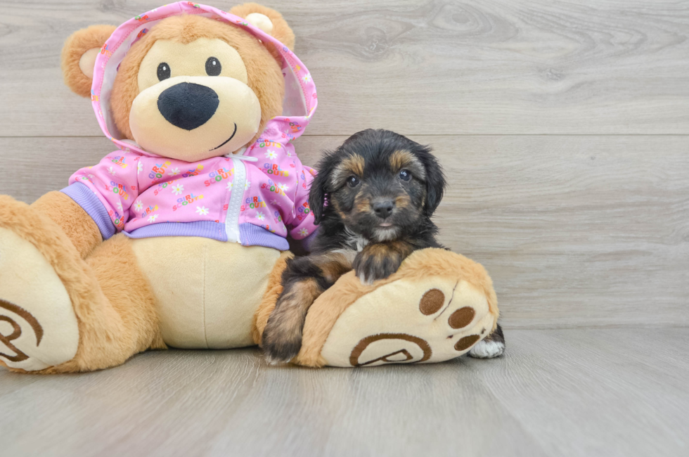 6 week old Mini Aussiedoodle Puppy For Sale - Puppy Love PR