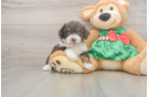 Mini Aussiedoodle Puppy for Adoption