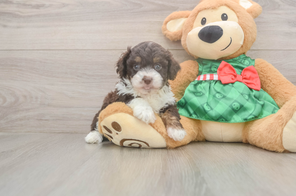 5 week old Mini Aussiedoodle Puppy For Sale - Puppy Love PR