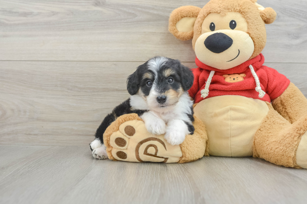 Adorable Mini Australian Shepherd X Poodle Mix Poodle Mix Puppy