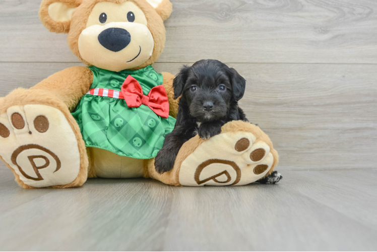 Meet Sylvia - our Mini Aussiedoodle Puppy Photo 1/3 - Puppy Love PR Best Mini Aussiedoodle Baby