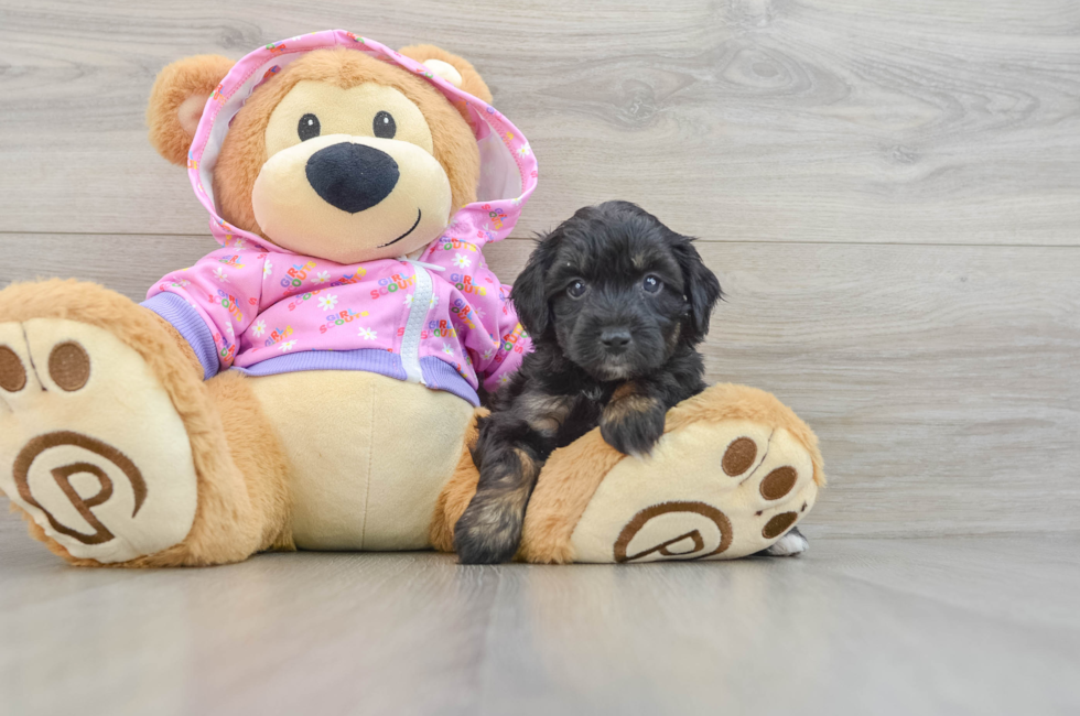 6 week old Mini Aussiedoodle Puppy For Sale - Puppy Love PR