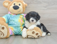 7 week old Mini Aussiedoodle Puppy For Sale - Puppy Love PR
