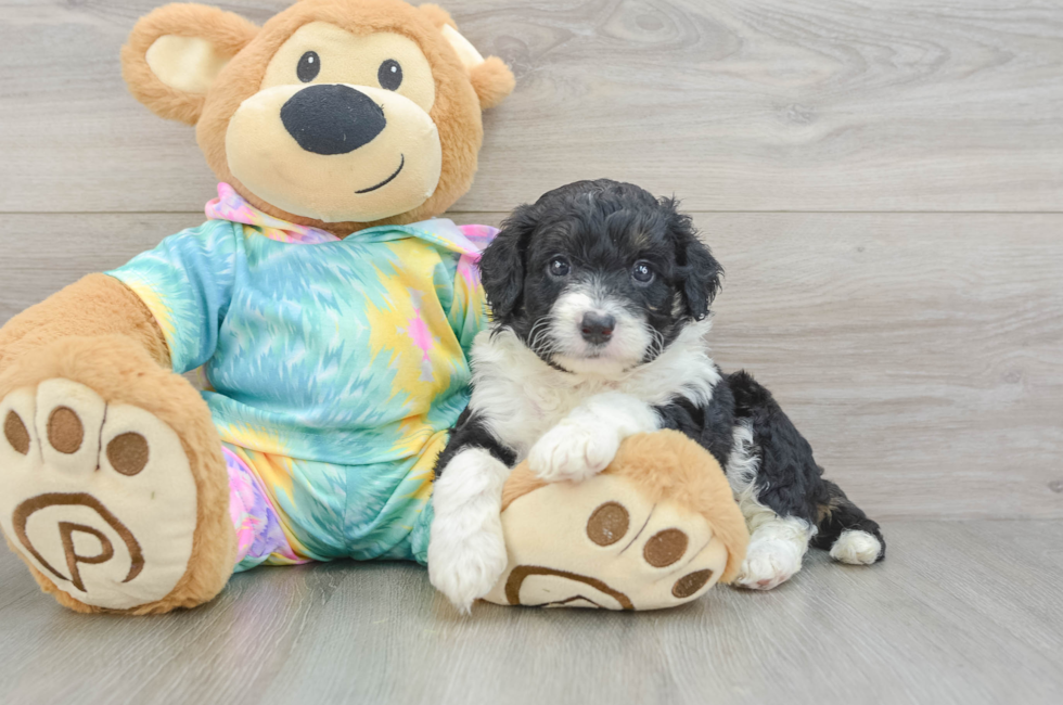 5 week old Mini Aussiedoodle Puppy For Sale - Puppy Love PR