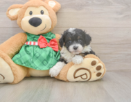 8 week old Mini Aussiedoodle Puppy For Sale - Puppy Love PR
