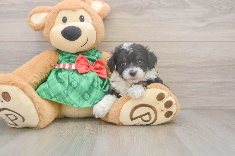 5 week old Mini Aussiedoodle Puppy For Sale - Puppy Love PR