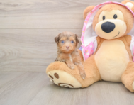 9 week old Mini Aussiedoodle Puppy For Sale - Puppy Love PR