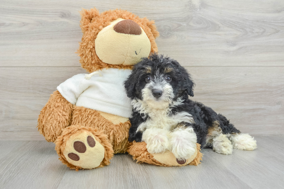 Cute Mini Aussiedoodle Baby