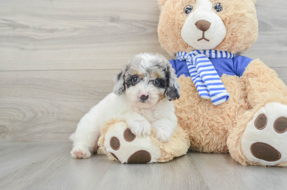 8 week old Mini Aussiedoodle Puppy For Sale - Puppy Love PR