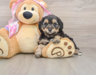 9 week old Mini Aussiedoodle Puppy For Sale - Puppy Love PR