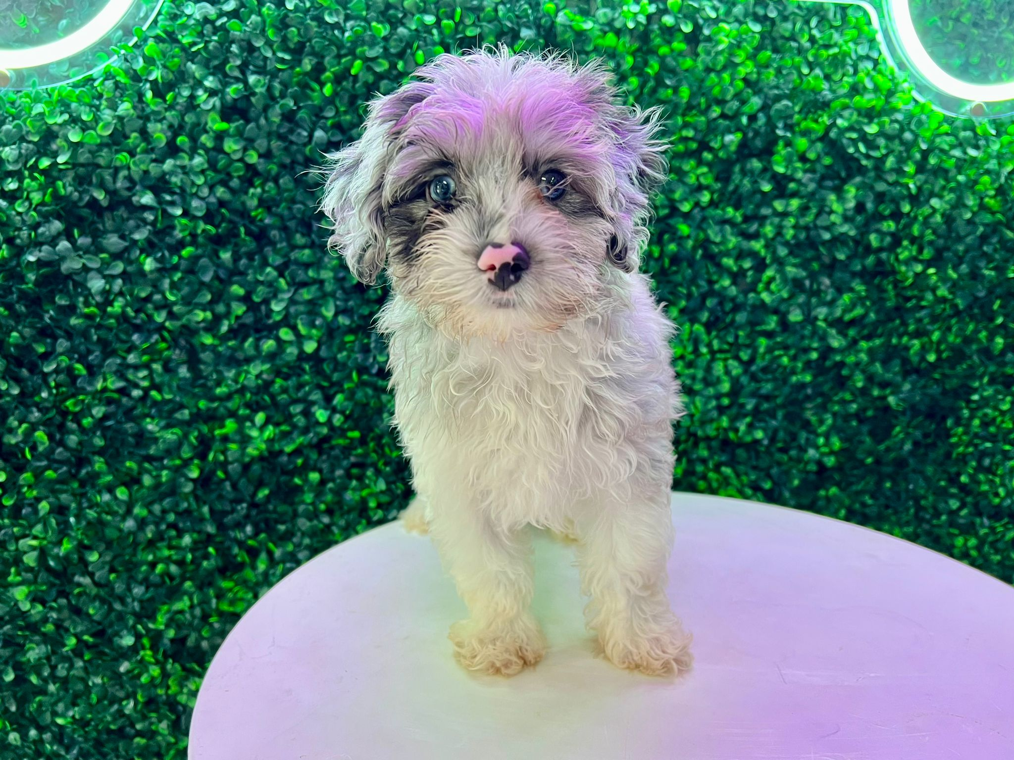 Mini Aussiedoodle Pup Being Cute