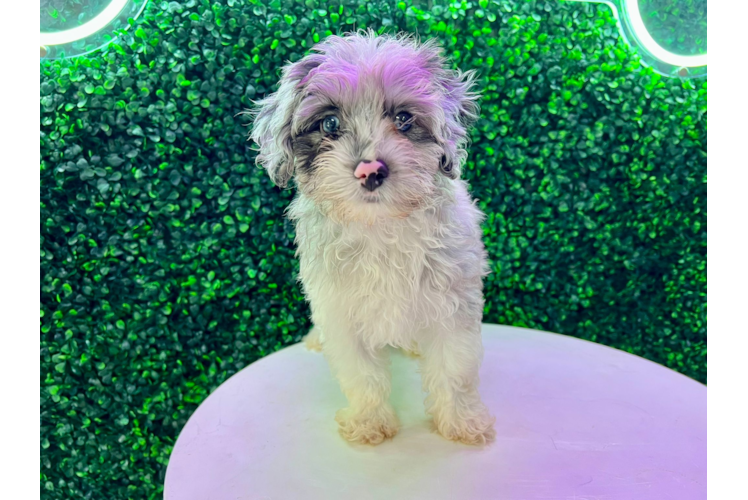 Meet Tahiti - our Mini Aussiedoodle Puppy Photo 1/1 - Puppy Love PR Mini Aussiedoodle Pup Being Cute