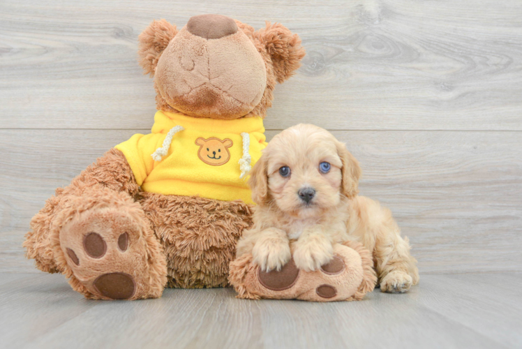 Meet Tiki - our Mini Aussiedoodle Puppy Photo 1/3 - Puppy Love PR Energetic Aussiepoo Poodle Mix Puppy