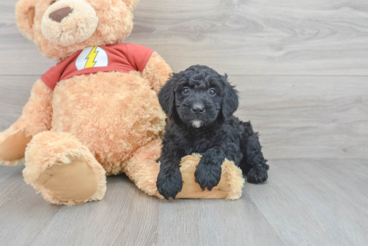 Meet Tiki - our Mini Aussiedoodle Puppy Photo 1/3 - Puppy Love PR Best Mini Aussiedoodle Baby