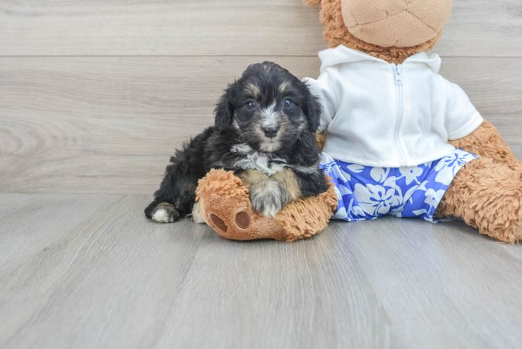 Meet Tiki - our Mini Aussiedoodle Puppy Photo 1/3 - Puppy Love PR Best Mini Aussiedoodle Baby