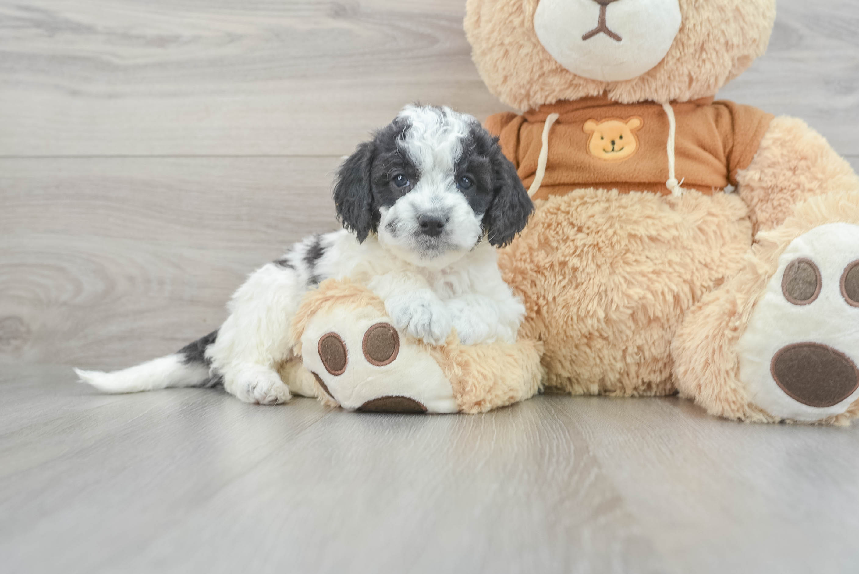 Mini Aussiedoodle Pup Being Cute