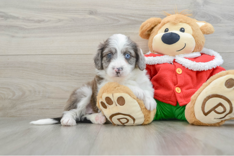 Meet Tiki - our Mini Aussiedoodle Puppy Photo 1/3 - Puppy Love PR Mini Aussiedoodle Puppy for Adoption