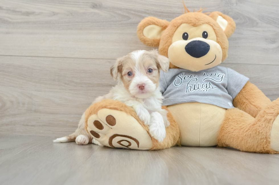 5 week old Mini Aussiedoodle Puppy For Sale - Puppy Love PR