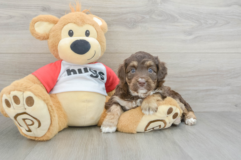 6 week old Mini Aussiedoodle Puppy For Sale - Puppy Love PR