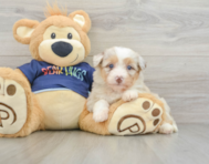9 week old Mini Aussiedoodle Puppy For Sale - Puppy Love PR