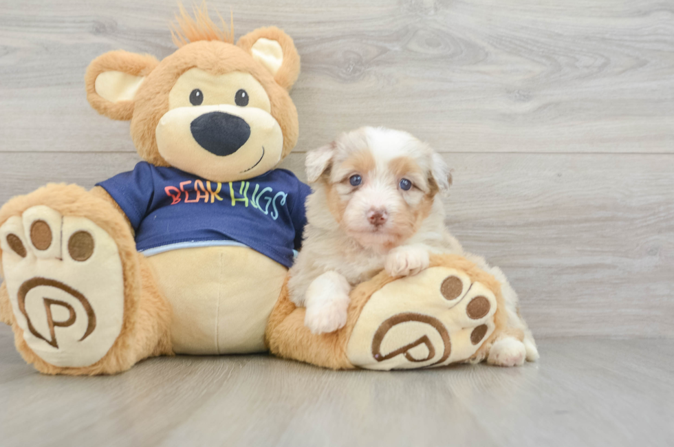 6 week old Mini Aussiedoodle Puppy For Sale - Puppy Love PR