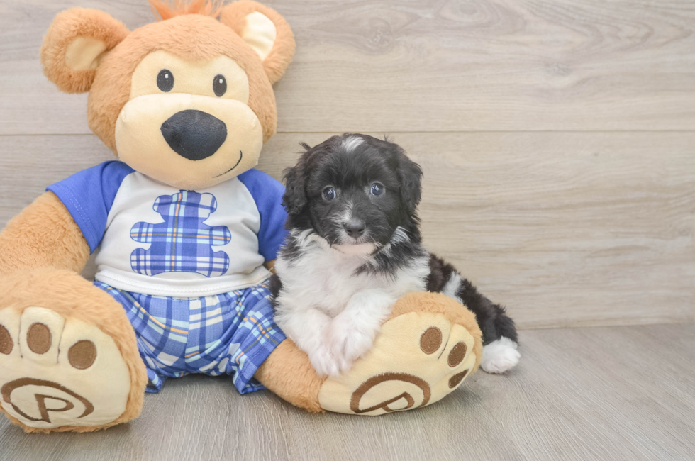 6 week old Mini Aussiedoodle Puppy For Sale - Puppy Love PR