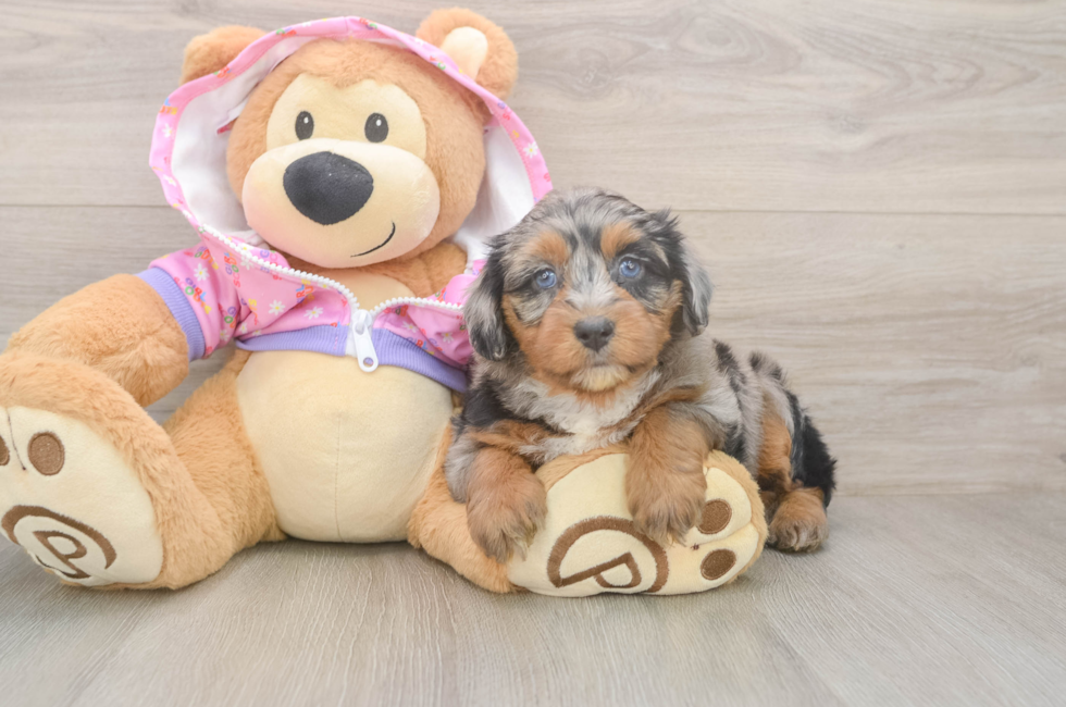 5 week old Mini Aussiedoodle Puppy For Sale - Puppy Love PR